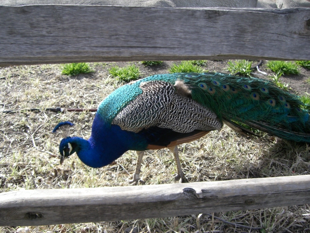 14-peacock