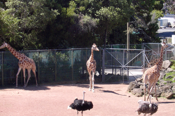 giraffes2
