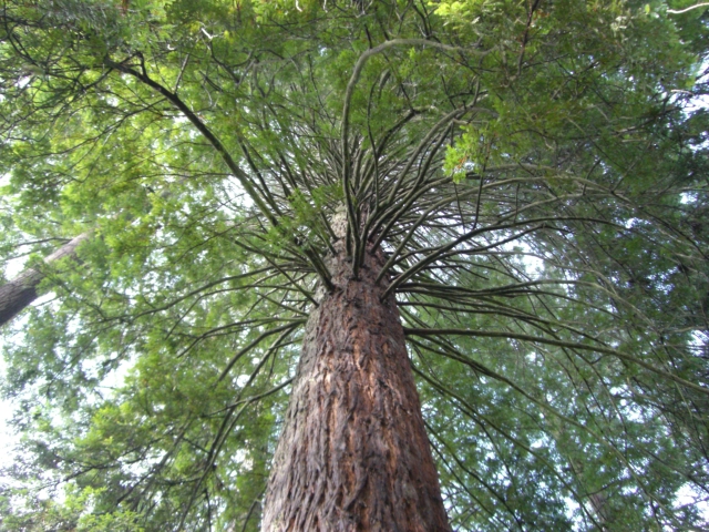 24-redwood