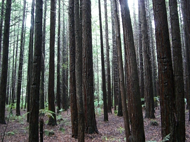 25-redwoods